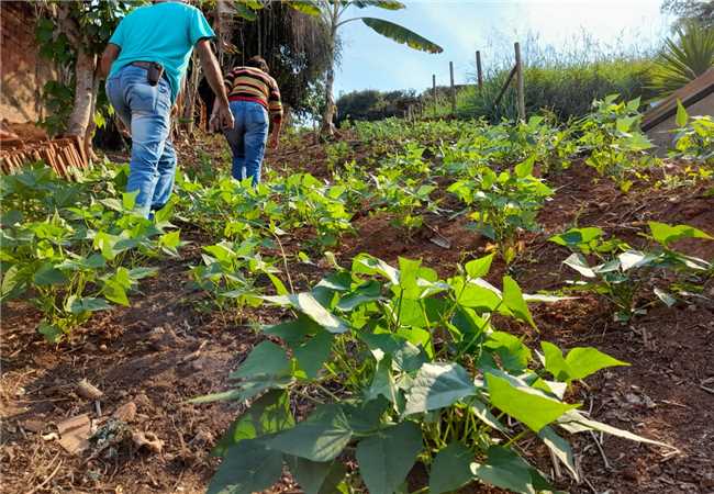 Plantao de feijo aproveita rea do quintal da Conferncia So Jos.